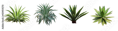 Set collection Agave plant isolated on white background.This has clipping path. photo