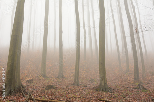 Trees in a mountain forest in the fog