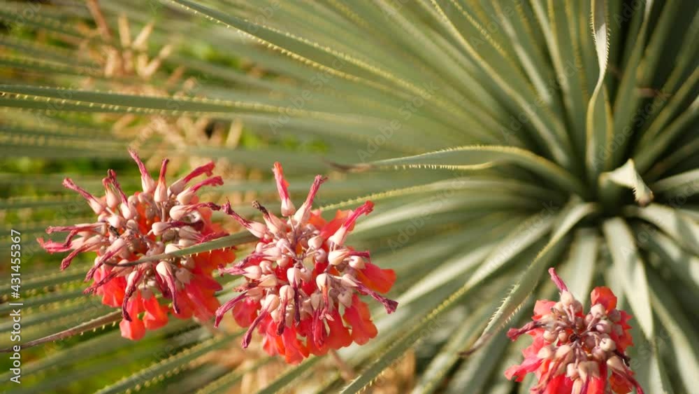 Lucky bells pink flower in garden, California USA. Mother of thousands springtime bloom, meadow romantic botanical atmosphere, delicate mexican hat kalanchoe plant blossom. Coral salmon spring color.