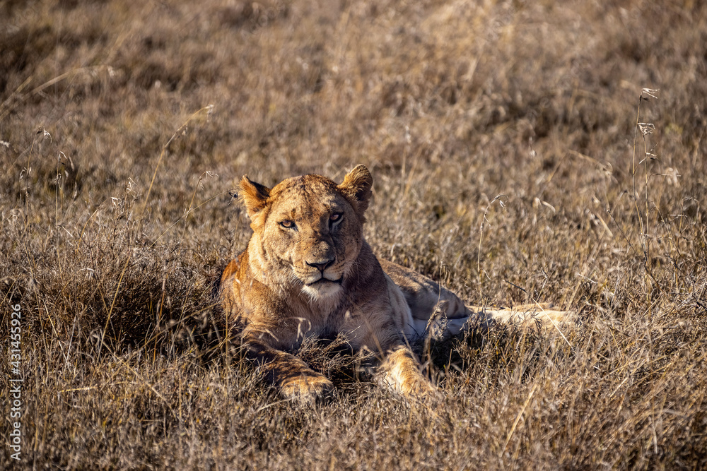 Wilde Löwin Kenia Wilde Löwin Kenia