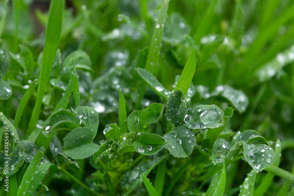 Close up rain water drops on green spring fresh grass 