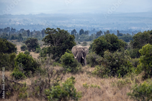 Afrikanischer Elefant photo