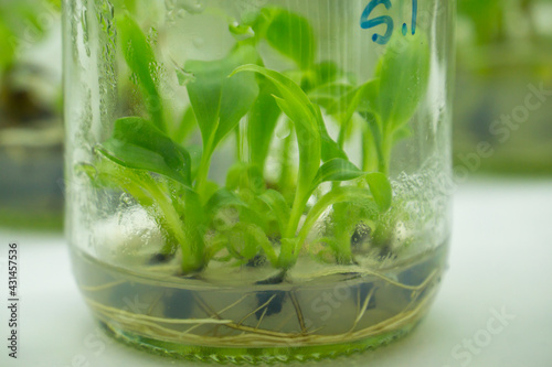 Researchers are examining aquatic plants in a tissue culture room. To be sold in the market. Plant tissue culture is a techniques used to grow plant cells under sterile conditions