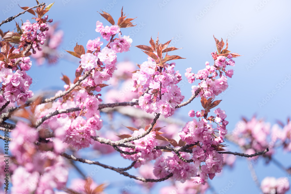Spring flowering. Romantic spring mood. Cherry blossom. Pink sakura tree. 
