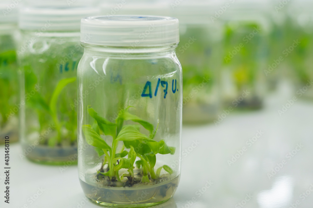 Researchers are examining aquatic plants in a tissue culture room. To be sold in the market.
Plant tissue culture is a techniques used to grow plant cells under sterile conditions Researchers are examining aquatic plants in a tissue culture room. To be sold in the market.
Plant tissue culture is a techniques used to grow plant cells under sterile conditions