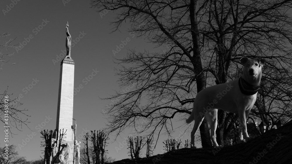 Fototapeta premium Black and white photo of a white mongrel standing in front of the Freedom Monument in Riga