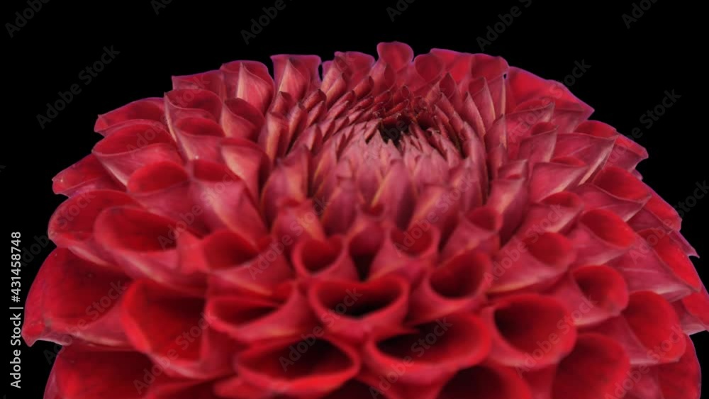 Rotating red dahlia flower with ALPHA channel isolated on black background, seamless loop
Rotating red dahlia flower with ALPHA channel isolated on black background, seamless loop