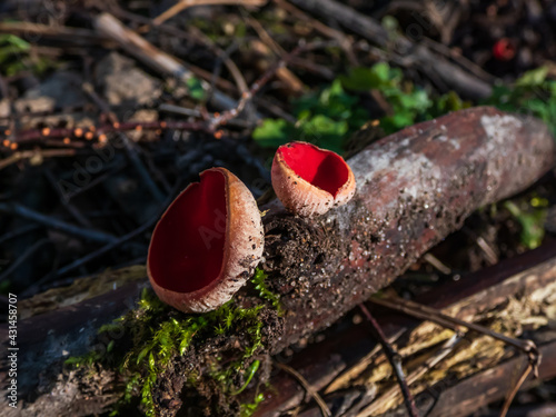 Cup-shaped fungus scarlet elfcup (Sarcoscypha austriaca) fruit bodies growing on fallen pieces of dead hardwood in early spring photo