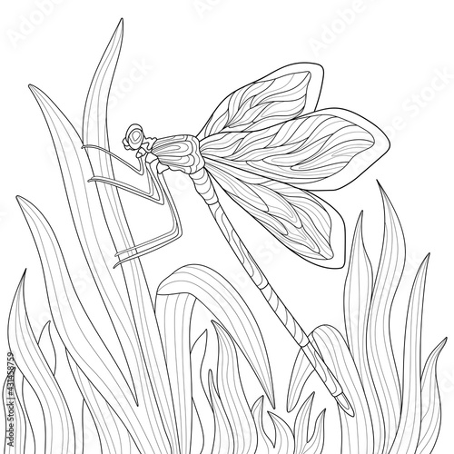 Hand drawn dragonfly with simple patterns on the grass. Insects.  Summer illustration on a white isolated background. For coloring book.