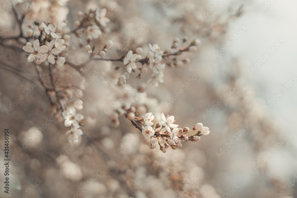 Beautiful light spring banner or horizontal background with delicate blooming apricot or cherry blossoms in sunlight. Romantic congratulatory card Beautiful light spring banner or horizontal background with delicate blooming apricot or cherry blossoms in sunlight. Romantic congratulatory card