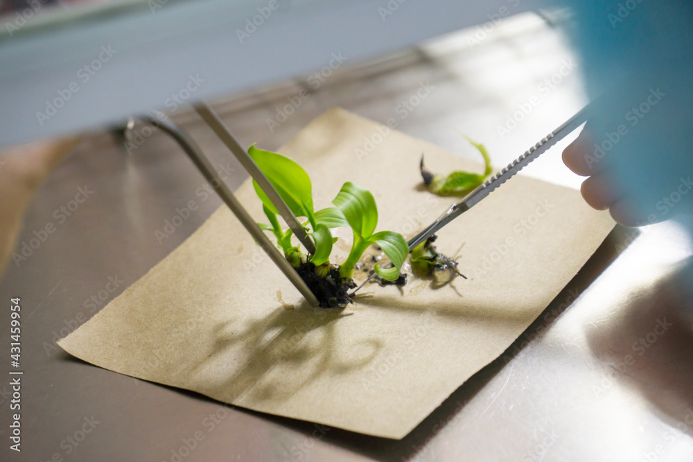Cutting the plant part in to small pieces is one step of tissue culture