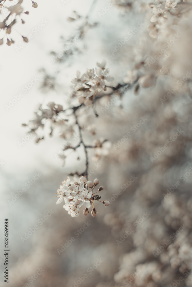 Creative spring nature scene with white blooming tree in sunlight. Abstract blurred background web banner. Soft selective focus