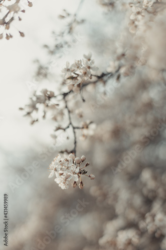 Creative spring nature scene with white blooming tree in sunlight. Abstract blurred background web banner. Soft selective focus