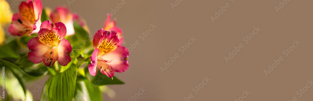 Beautiful spring flowers on beige background with copy space. Flat lay ,top view. Beautiful spring flowers on beige background with copy space. Flat lay ,top view.