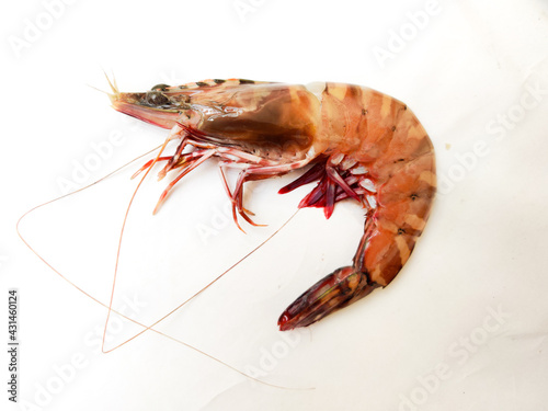Closeup view of Shrimp or prawn isolated on white background. photo