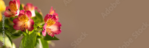 Beautiful spring flowers on beige background with copy space. Flat lay  top view.