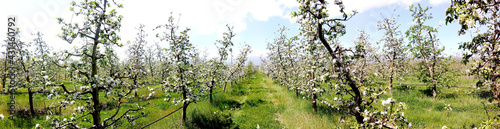 Apple tree clothed in blossoms,panorama image