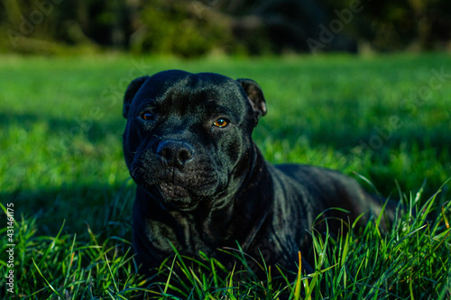 dog on grass © Pawe