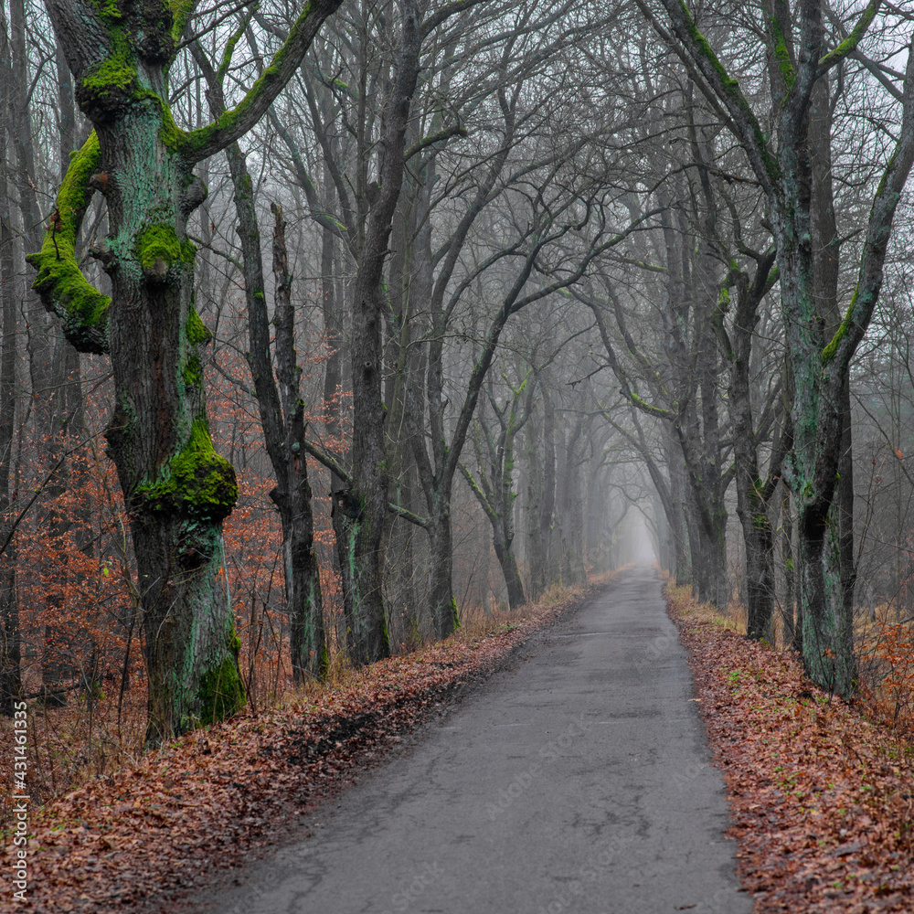 Obraz premium Mglista alejka
