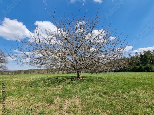 lonely tree in the field in spring
