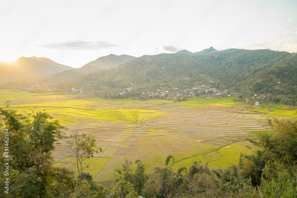 Spider Rice Field at Bajawa Flores Spider Rice Field at Bajawa Flores