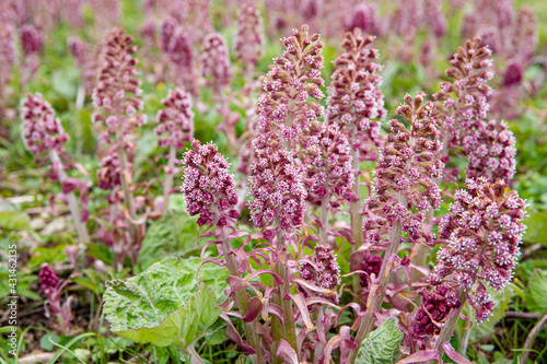 Herbal medicinal plant Petasites hybridus  the butterbur growing in wild nature in spring. Field of beautiful pink blossoms.