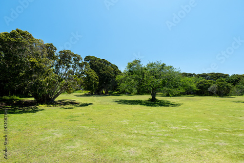 青空広がる初夏の公園 千葉県大房岬 5月