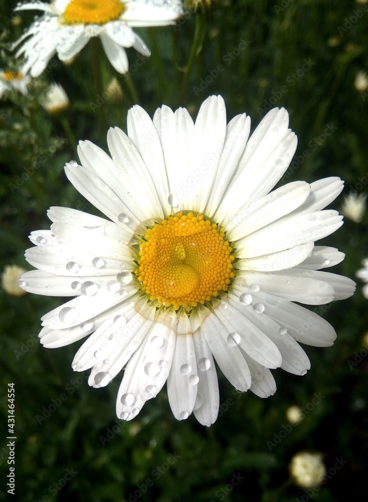Fototapeta premium flower