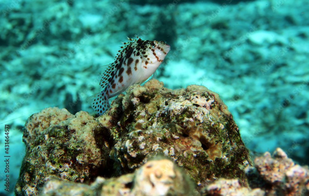 A Spotted Hawkfish resting on a rock Cebu Philippines A Spotted Hawkfish resting on a rock Cebu Philippines