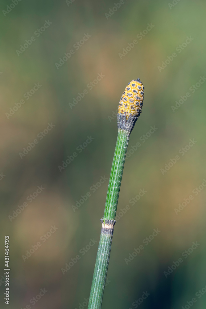 Macro shot of Equisetum hyemale (commonly known as rough horsetail, scouring rush, scouringrush horsetail or snake grass) with strobilus at sunny spring day Macro shot of Equisetum hyemale (commonly known as rough horsetail, scouring rush, scouringrush horsetail or snake grass) with strobilus at sunny spring day