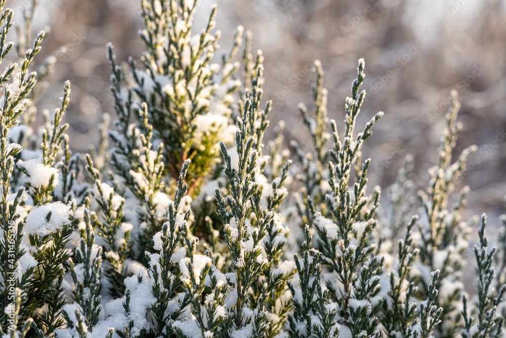 Green juniper branches covered with white fluffy snow are in winter day in the forest Green juniper branches covered with white fluffy snow are in winter day in the forest