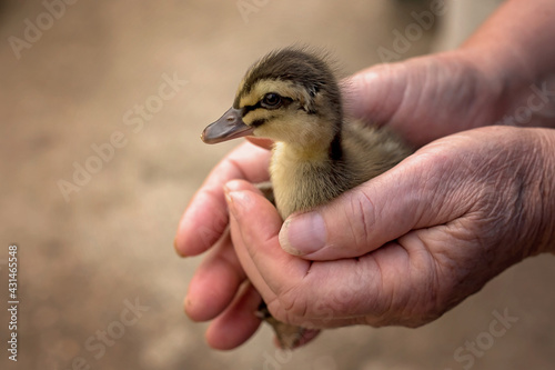 A yellow fluffy duckling in the hands of an elderly woman. Close-up.