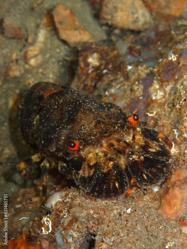 Small European Locust Lobster in Adriatic sea, Croatia 
