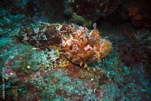 Scorpionfish in Adriatic sea, Croatia 