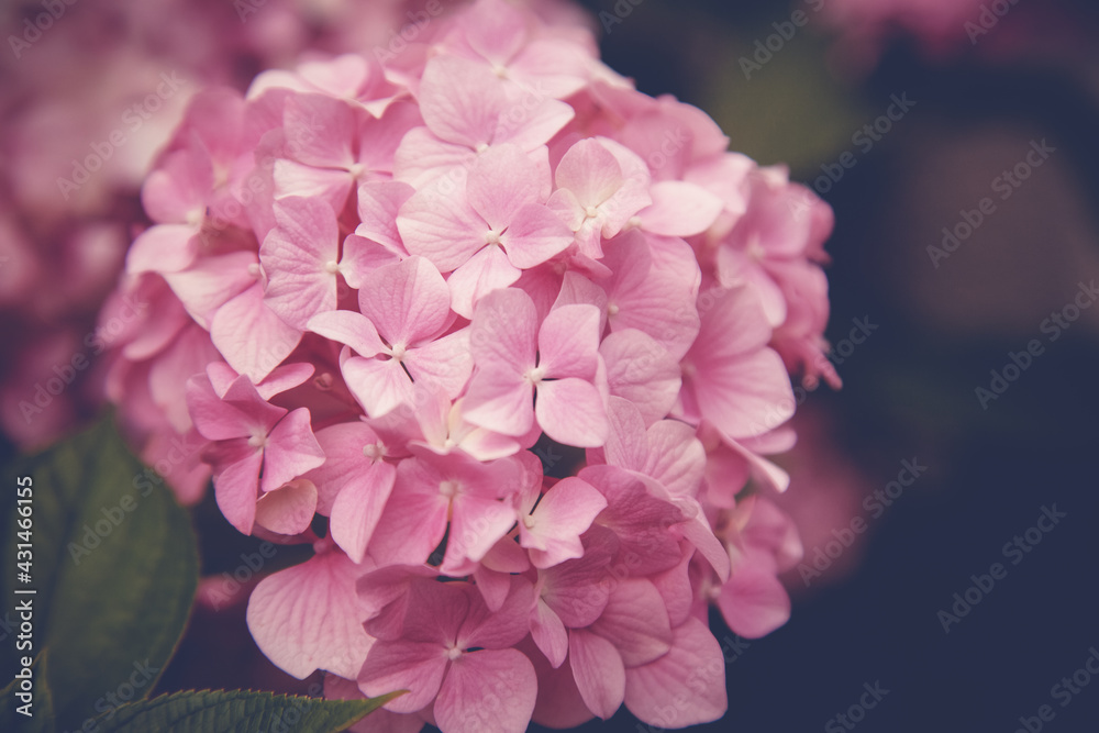 Obraz premium Branch of hydrangea pink flowers close up, spring floral background and texture. Retro tone