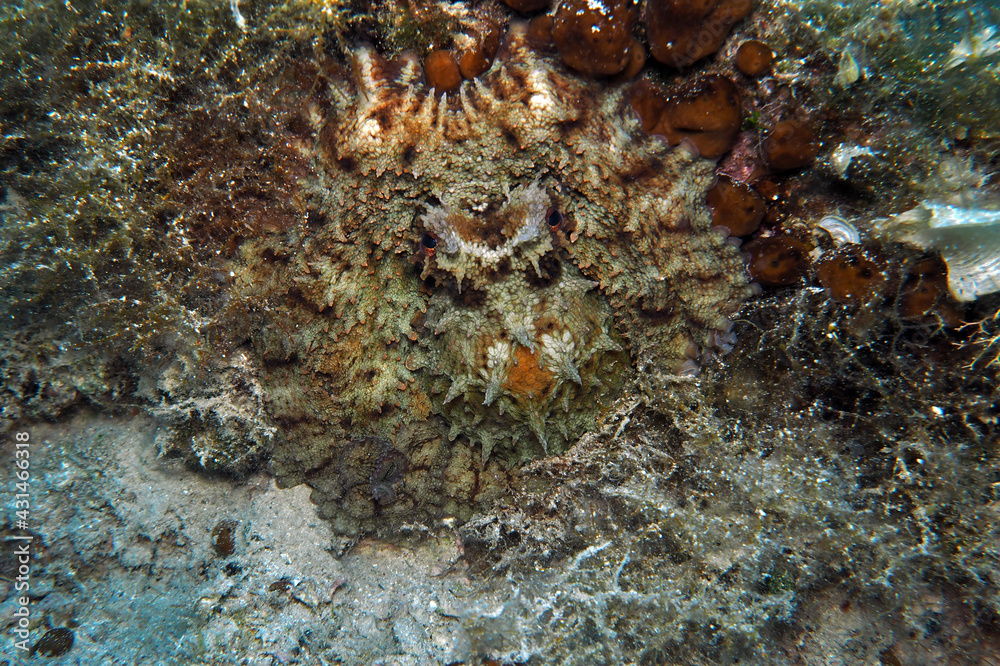Common octopus in Adriatic sea, Croatia
Common octopus in Adriatic sea, Croatia