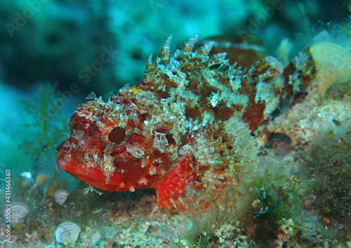 Slika na platnu Small scorpionfish in Adriatic sea, Croatia