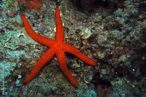 Mediterranean red sea star in Adriatic sea, Croatia  © bayazed