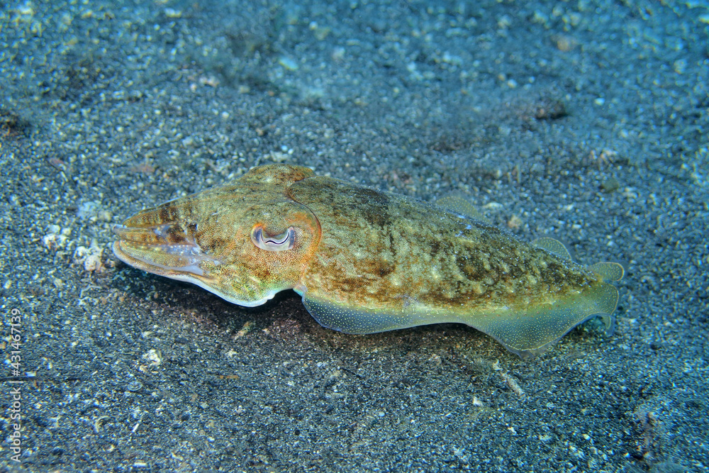 Common cuttlefish in Adriatic Sea near Hvar Island
Common cuttlefish in Adriatic Sea near Hvar Island