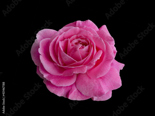 Pink rose isolated on a black background