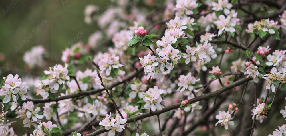 Blooming apple tree close up and delicate creamy blurred background. Long horizontal banner for your text or ad. Japanese cherry blossom. Flowers are blooming on tree branch. Blooming apple tree close up and delicate creamy blurred background. Long horizontal banner for your text or ad. Japanese cherry blossom. Flowers are blooming on tree branch.