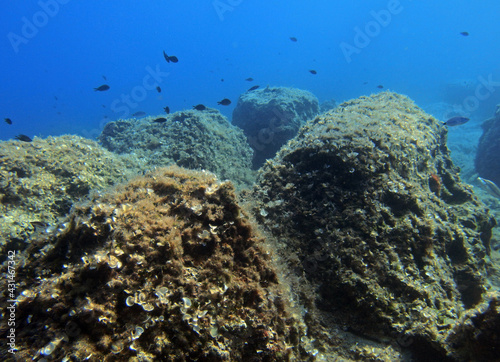 Fototapeta Naklejka Na Ścianę i Meble -  Underwater landscape - rock formations in Adriatic sea near Hvar island, Croatia
