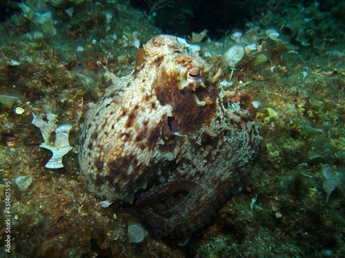 Common octopus in Adriatic sea, Croatia 