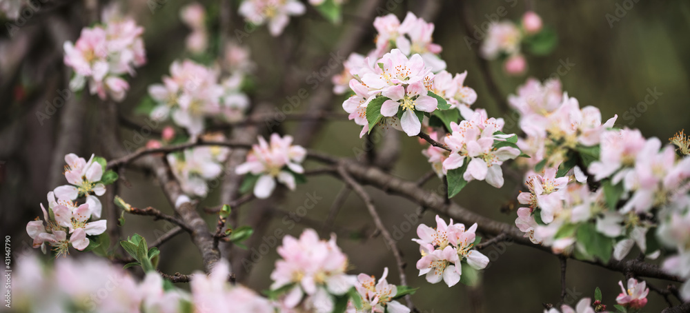 Blooming apple tree close up and delicate creamy blurred background. Long horizontal banner for your text or ad. Japanese cherry blossom. Flowers are blooming on tree branch. Blooming apple tree close up and delicate creamy blurred background. Long horizontal banner for your text or ad. Japanese cherry blossom. Flowers are blooming on tree branch.