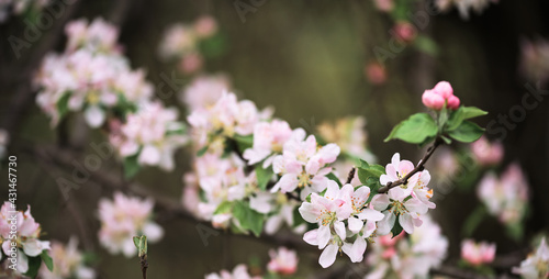 Blooming apple tree close up and delicate creamy blurred background. Long horizontal banner for your text or ad. Japanese cherry blossom. Flowers are blooming on tree branch.