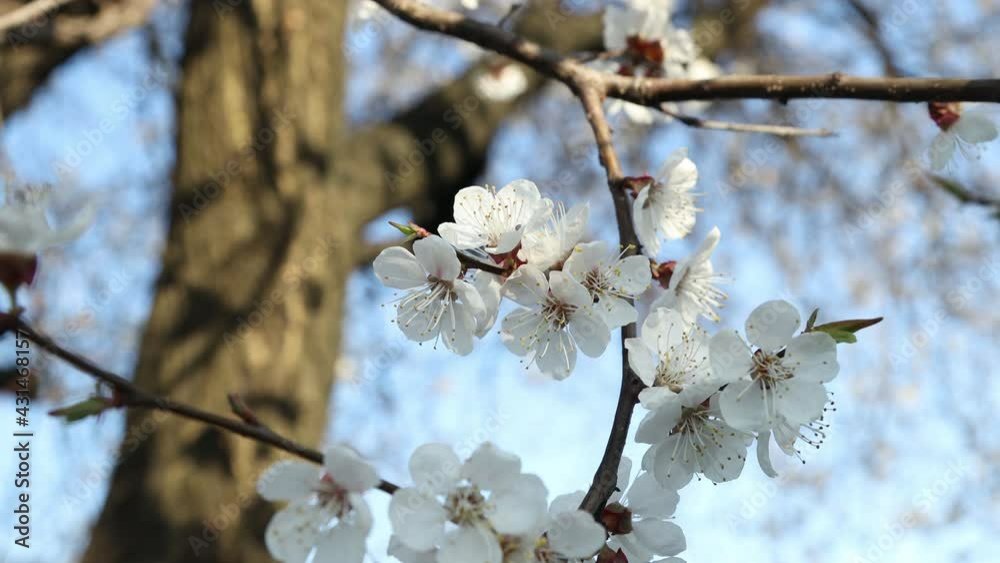 Blossoming apricot branch in early spring. Sunny day Blossoming apricot branch in early spring. Sunny day
