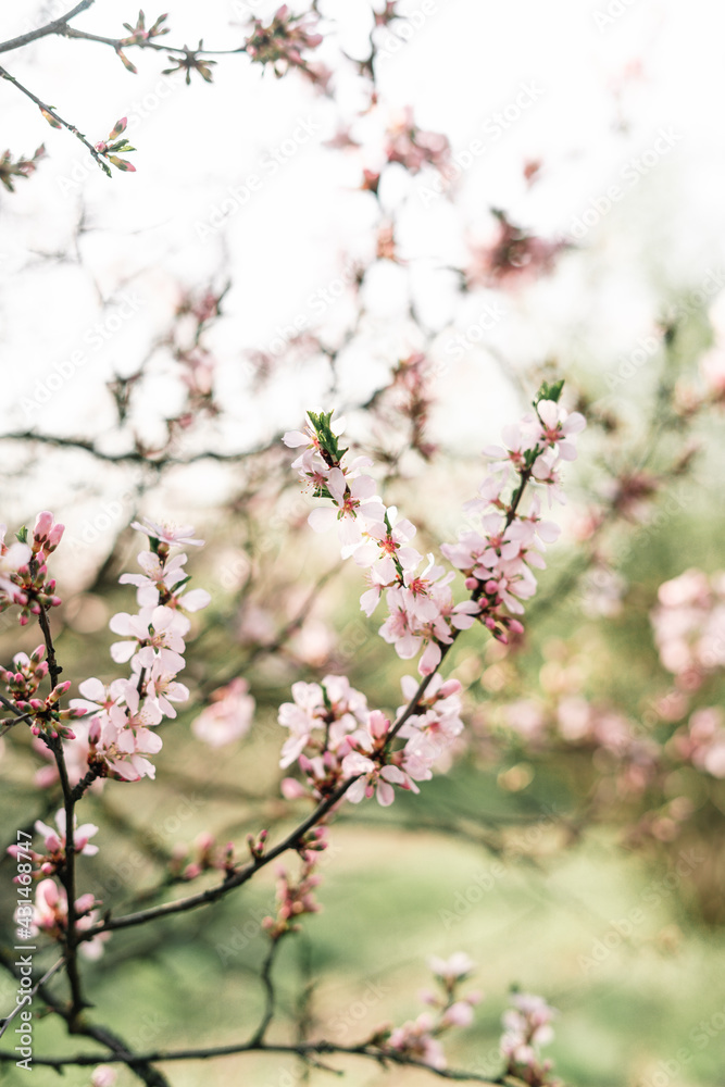 Spring blossom background. Beautiful nature scene with blooming tree and sun flare. Sunny day. Spring flowers. Beautiful Orchard. Abstract blurred background. Springtime Spring blossom background. Beautiful nature scene with blooming tree and sun flare. Sunny day. Spring flowers. Beautiful Orchard. Abstract blurred background. Springtime