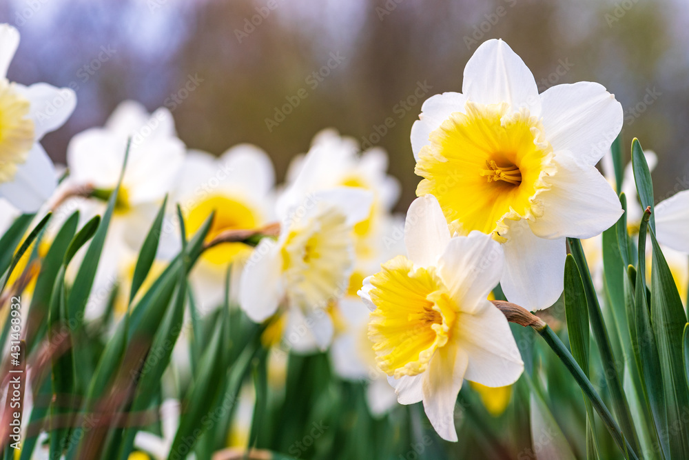 Wonderful yellow and white daffodil flower, narcissus, spring perennial flower and plants among the green grass in a field, park or garden, close up Wonderful yellow and white daffodil flower, narcissus, spring perennial flower and plants among the green grass in a field, park or garden, close up