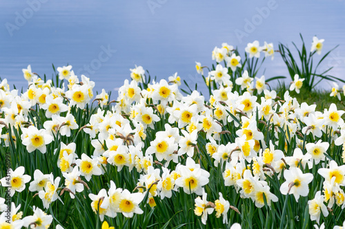 Wonderful yellow and white daffodil flower, narcissus, spring perennial flower and plants among the green grass with water on background 