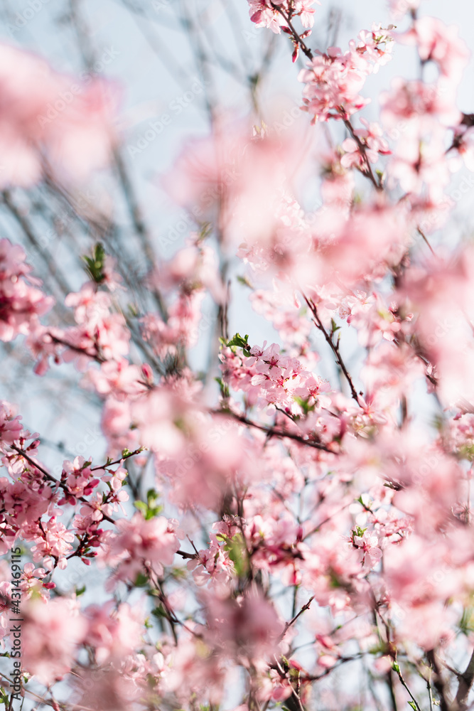 Selective focus of beautiful branches of Cherry blossoms on the tree under blue sky, Beautiful Sakura flowers during spring season in the park, Flora pattern texture, Nature floral background. Selective focus of beautiful branches of Cherry blossoms on the tree under blue sky, Beautiful Sakura flowers during spring season in the park, Flora pattern texture, Nature floral background.